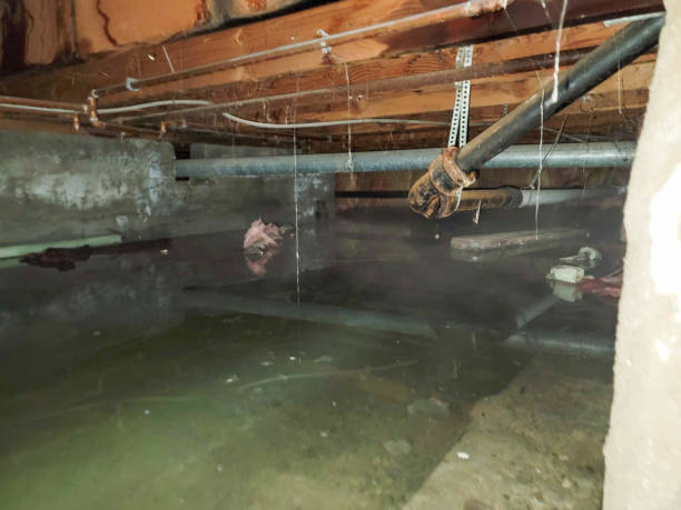 Best Water damage restoration near me  in La Habra, CA
